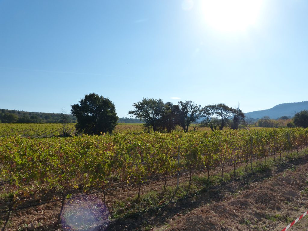 vins sainte victoire