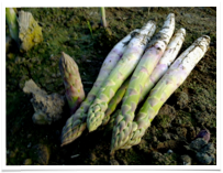 asperge 3