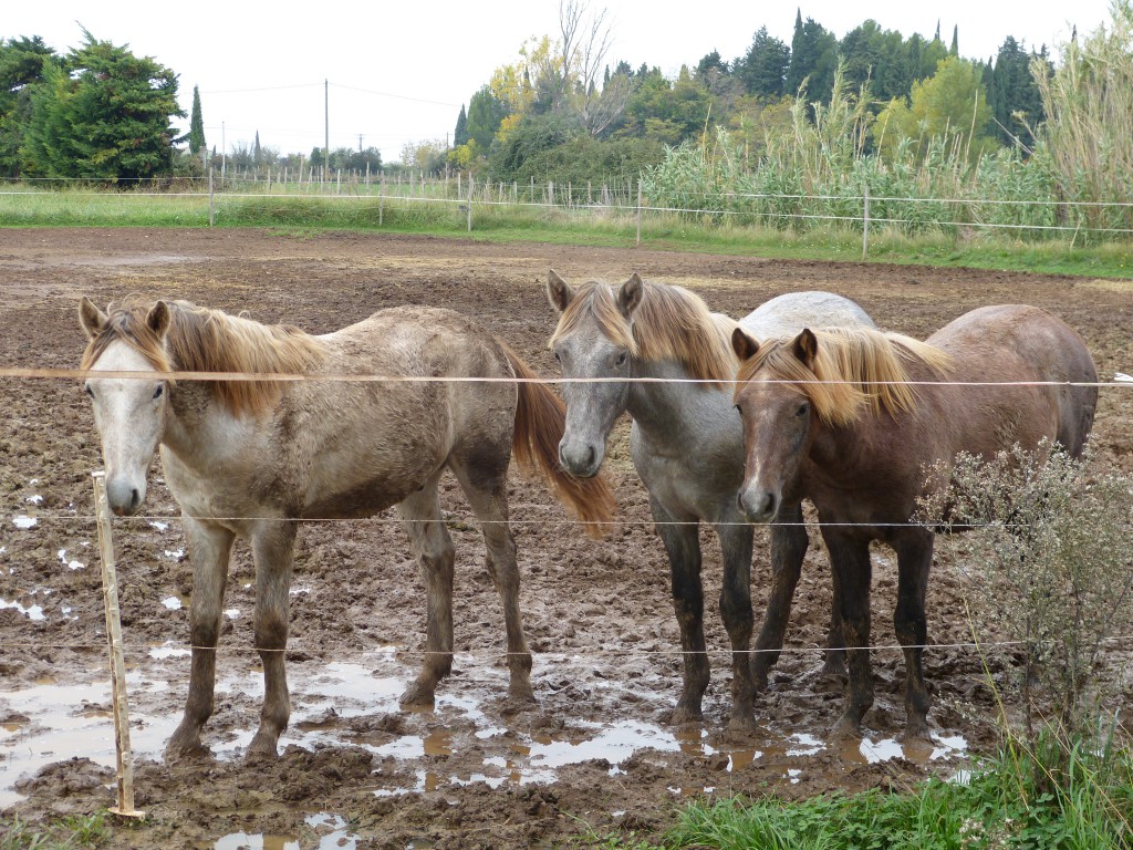 camargue-lait-jument