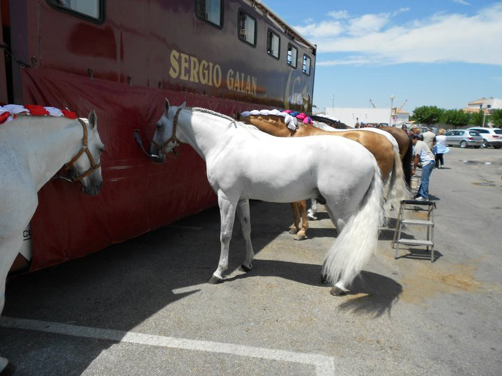 chevaux camargue