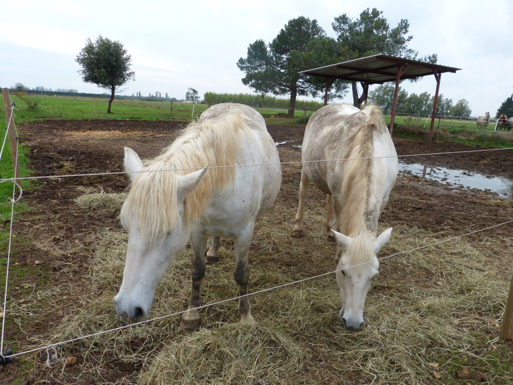 lait-jument-camargue