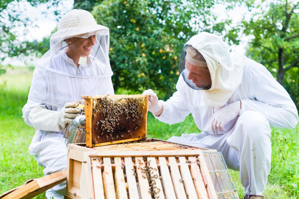 Beekeeper with smoker controlling beehive and comb frame