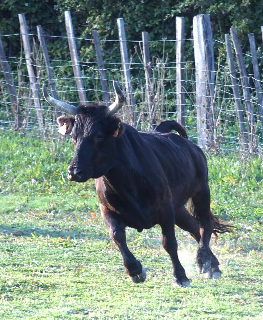 taureau Camargue